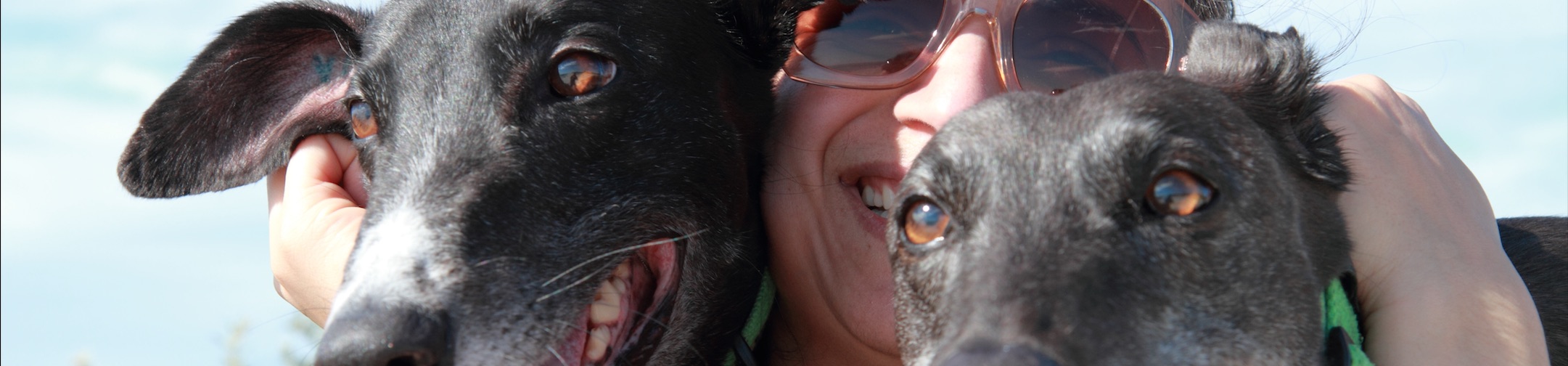 About Lynbrook Vet Veterinary Clinic