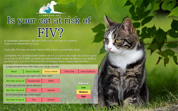 Is your Cat at risk of FIV ? Lynbrook Vet