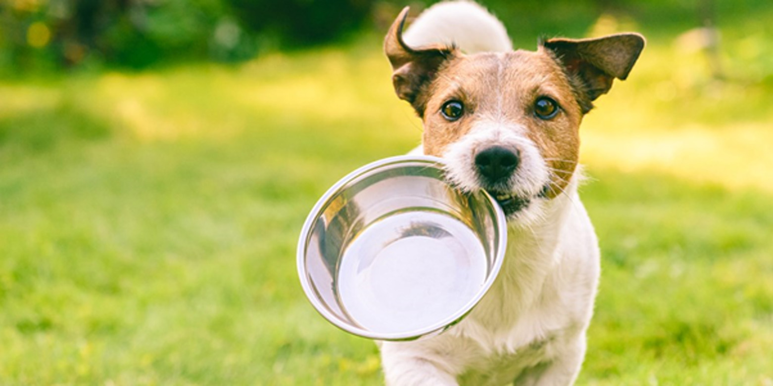 https://lynbrookvet.com.au/wp-content/uploads/2020/02/Feeding-guide-for-your-dog.jpg