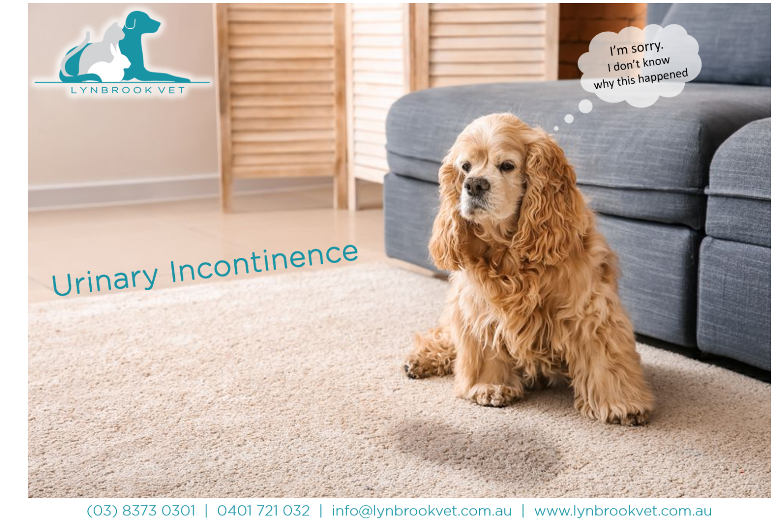 Why is My Senior Dog Wetting the Bed? Lynbrook Vet