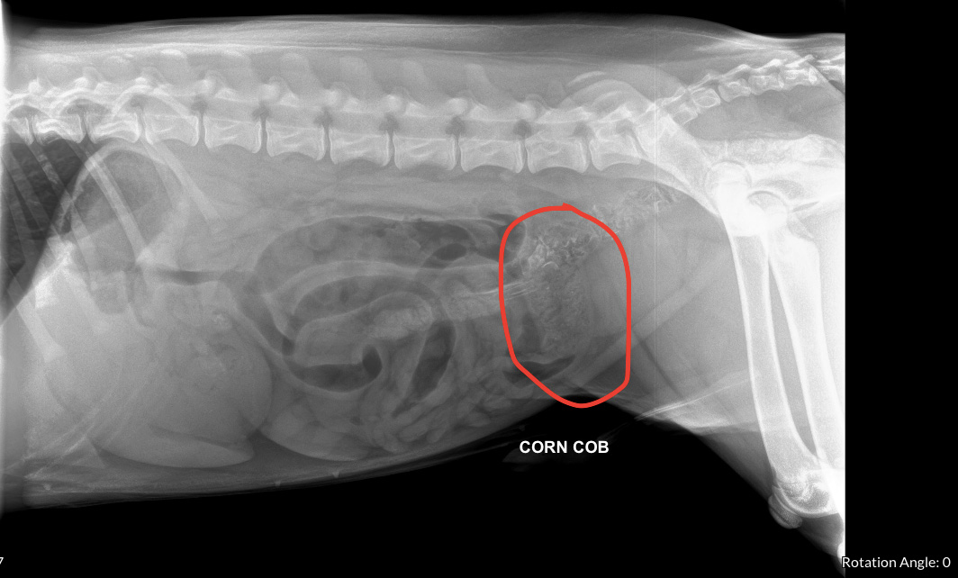 x-ray of a puppy that swallowed a corn cob