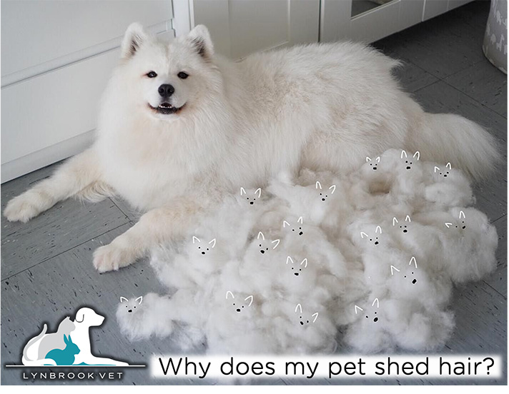 What Causes Shedding in Cats and Dogs? | Lynbrook Vet