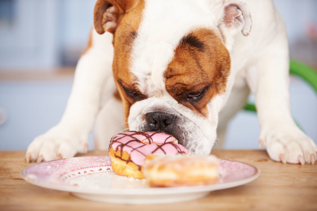 dog sniffing a donut