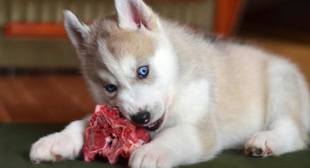 puppy chewing on raw meat