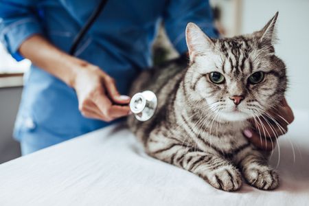 cat getting vet check up