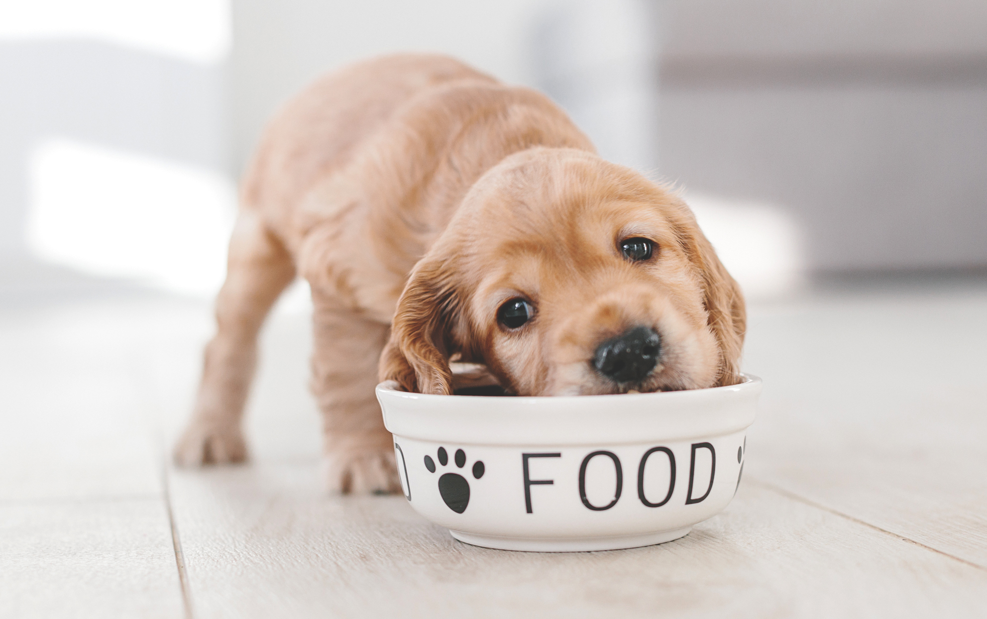 puppy eating out of food bowl