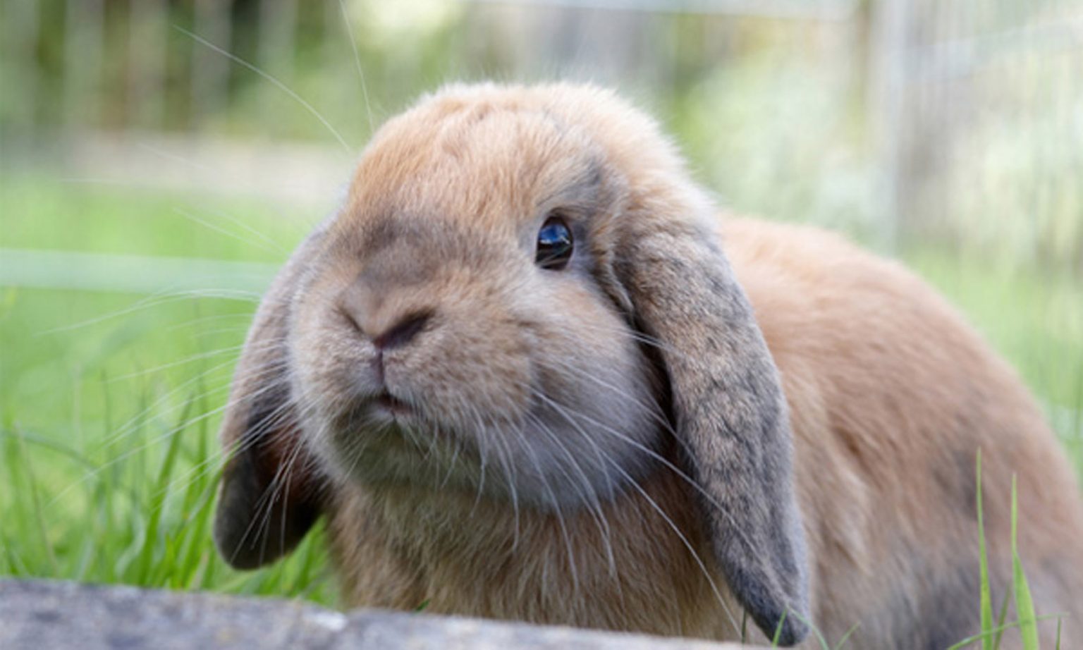 Risk Of Calicivirus Infection in Rabbits Lynbrook Vet