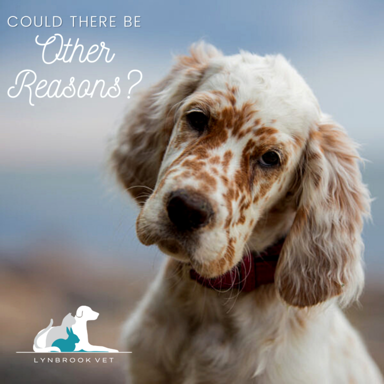 Bed Wetting in Dogs Lynbrook Vet