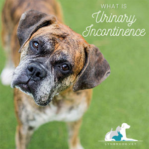 how to help dog urinary incontinence