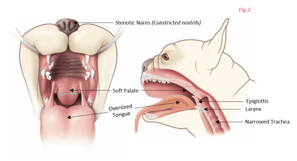 Soft Palate Resection in Dogs 