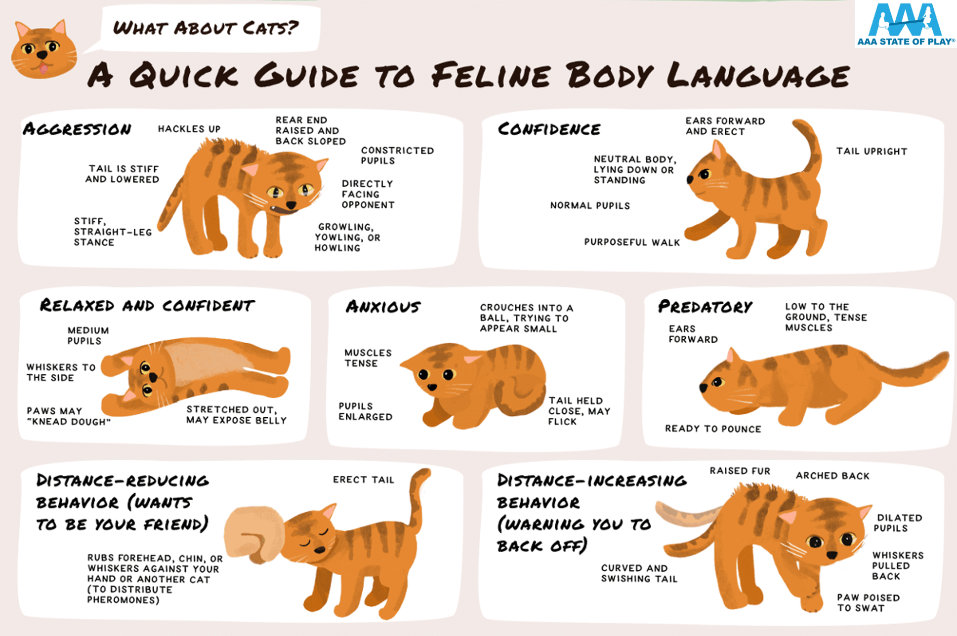 How To Understand A Cat s Body Language At Kathleen Delgado Blog How To Understand A Cat s Body Language At Kathleen Delgado Blog