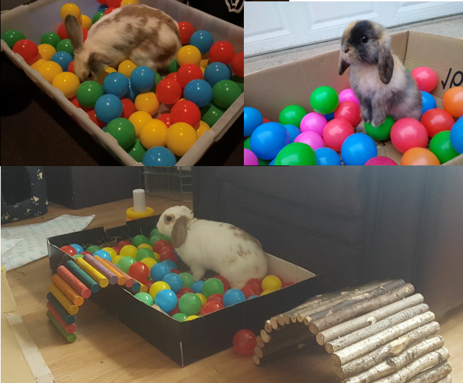 A ball pit bunny enrichment activity