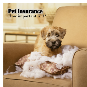 How do I choose Pet Insurance? - Lynbrook Vet