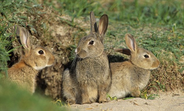 rabbits engaging socially as a family