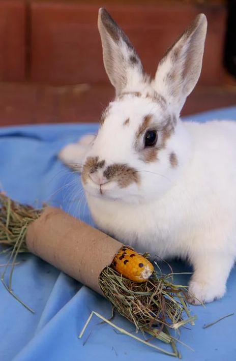 A DIY rabbit enrichment treat