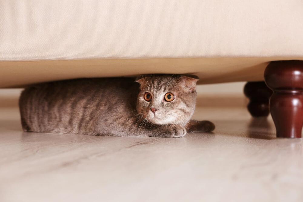 a cat hiding under a chair