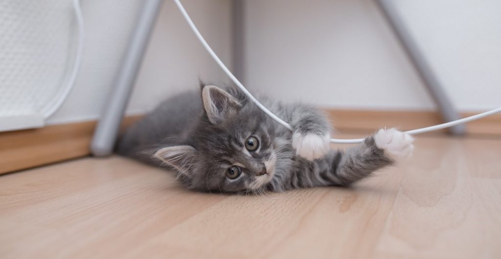 a kitten playing at home
