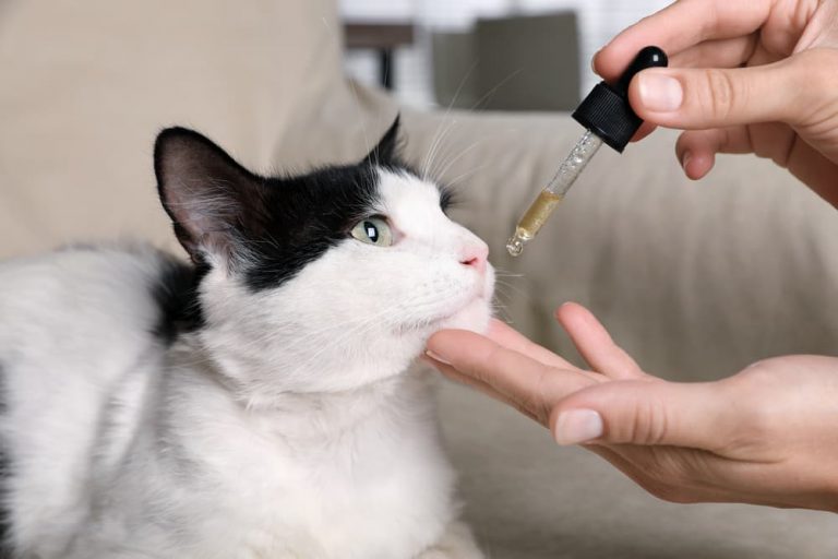 a cat receiving medication