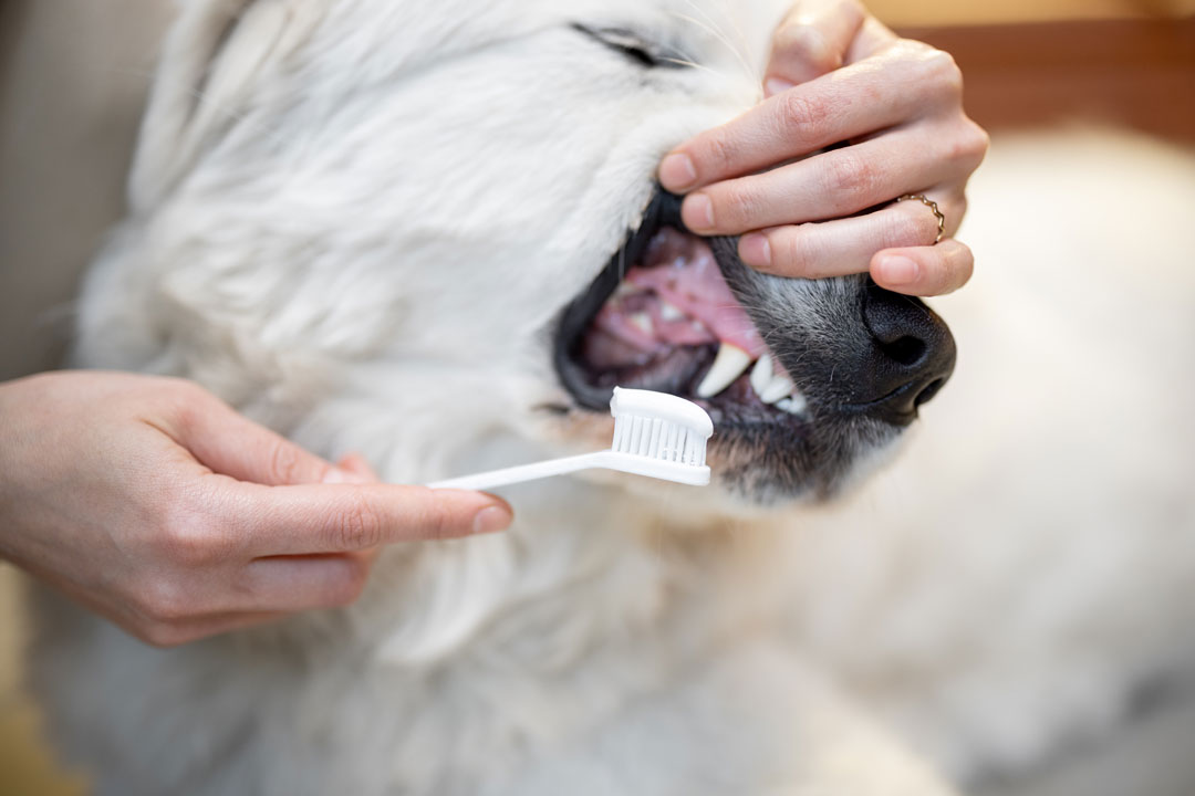 brushing a dog’s teeth to prevent dental decay