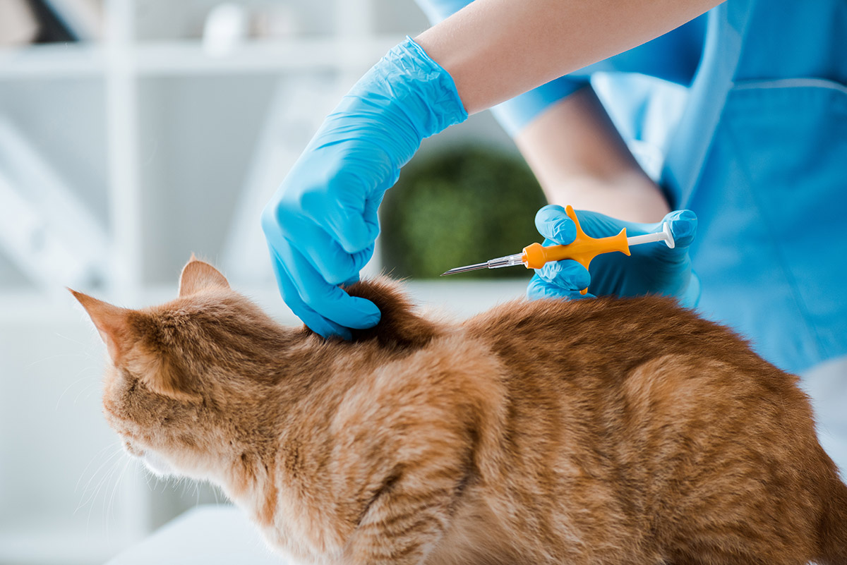 a vet implanting a microchip into a cat