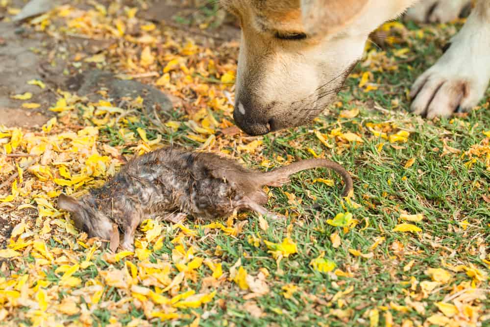 Rodent baiting & trapping: why you shouldn't do it