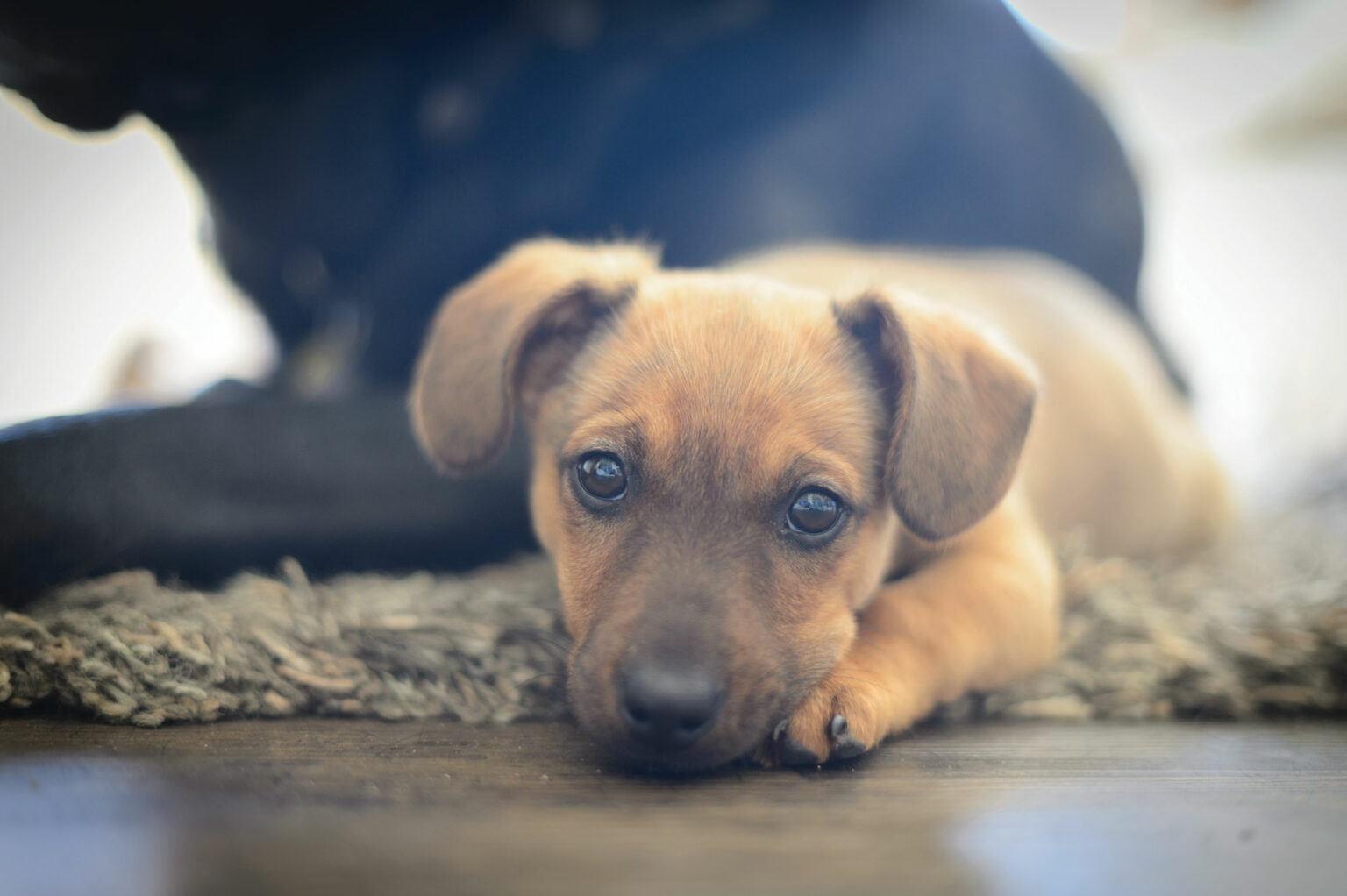View of Canine Parvovirus - What You Need To Know | Lynbrook Vet