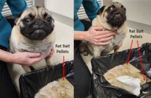 A dog that has been induced to vomit up rat bait