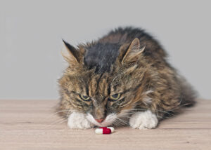A cat smelling a medication