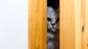 An angry cat looking through a door
