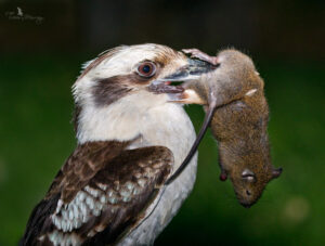 A bird eating a rodent that has ingested rat bait