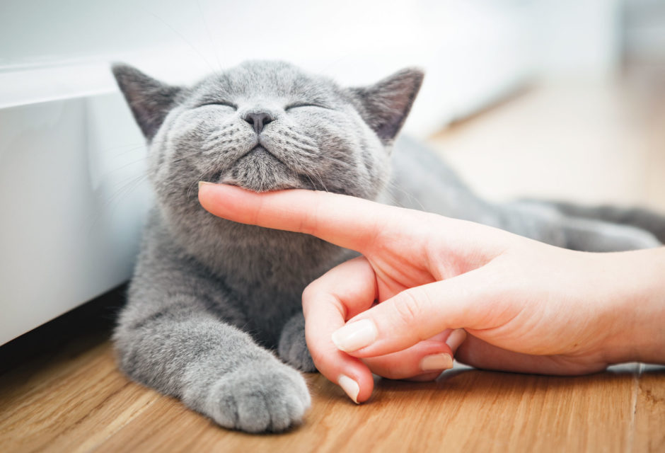 A healthy grey cat being stroked