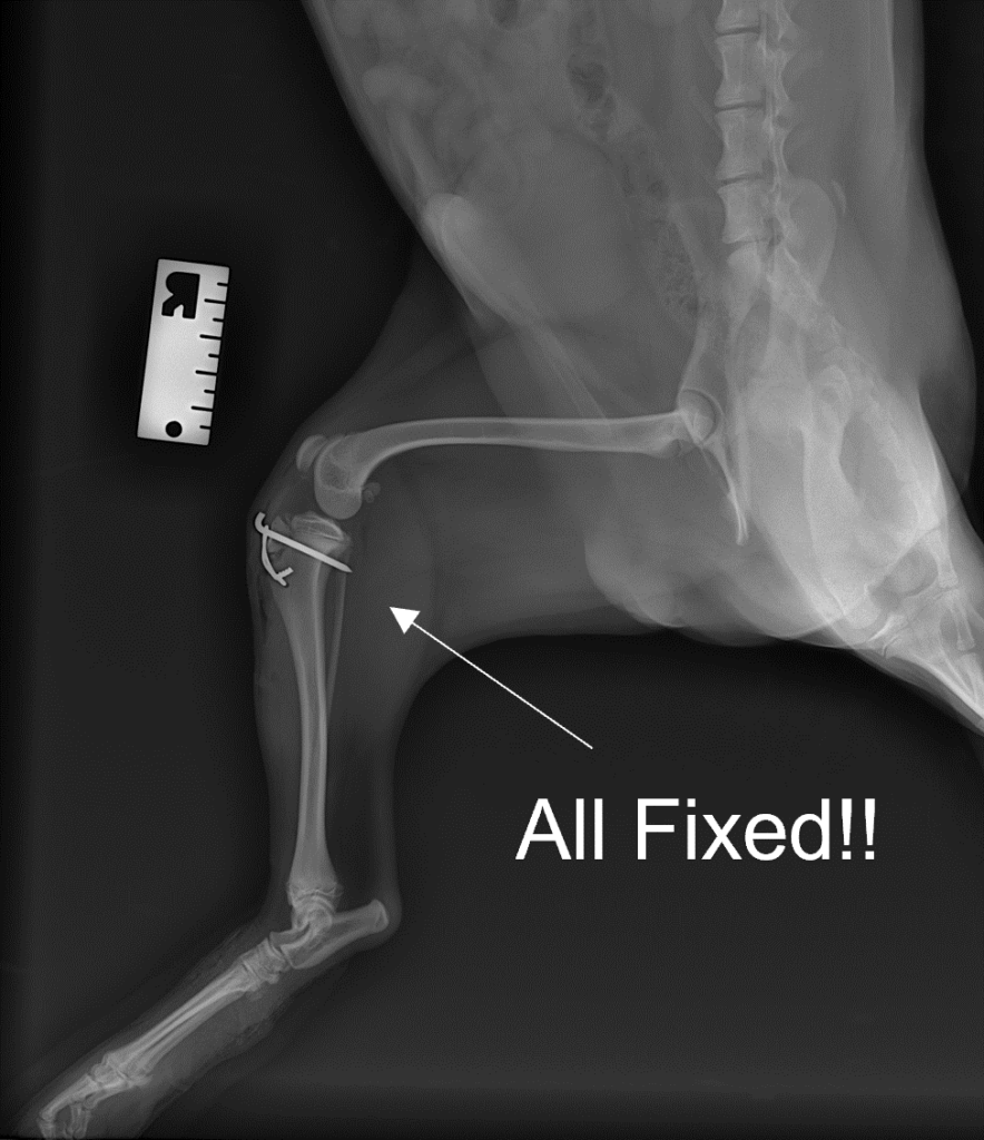 Xray of a dog after tibial tuberosity surgery