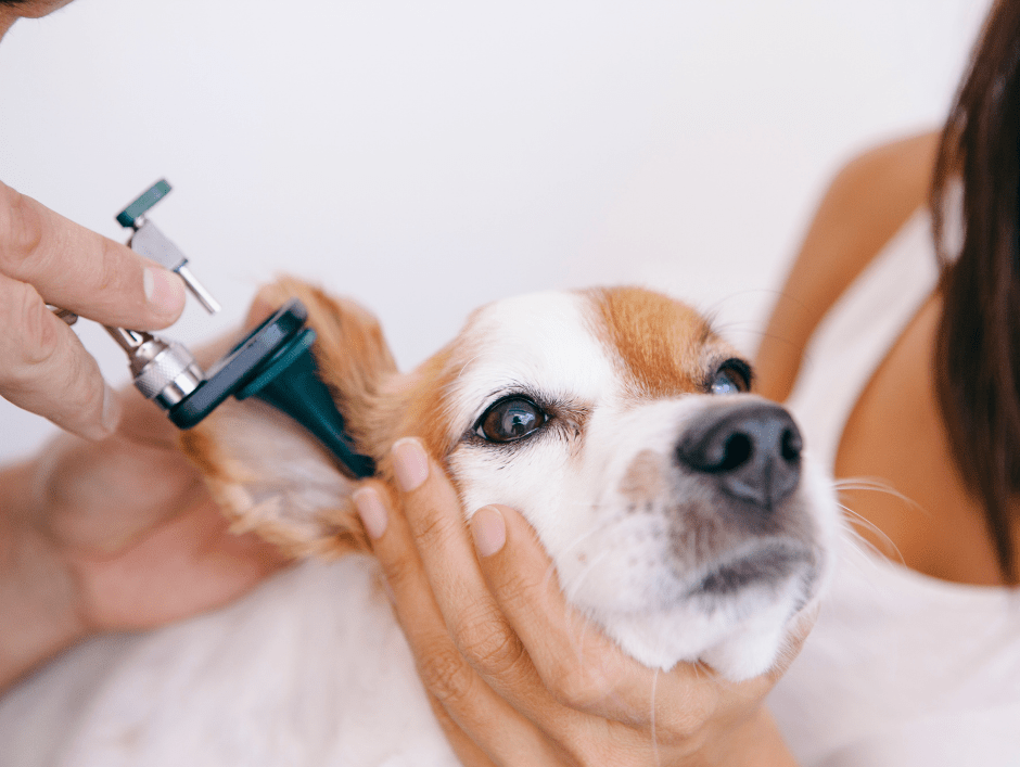 A vet investigating inside a dog’s ear