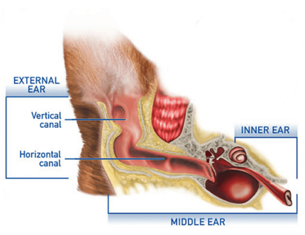 A diagram of the inside of a dog’s ear