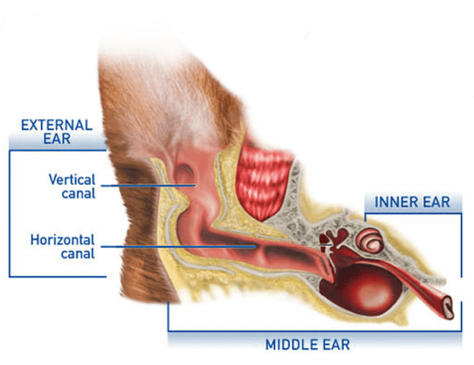 Scratching Ears and Shaking Head Ear Infections in Dogs