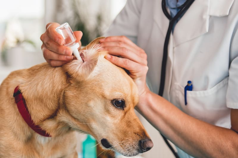 A vet cleaning a dog’s ear
