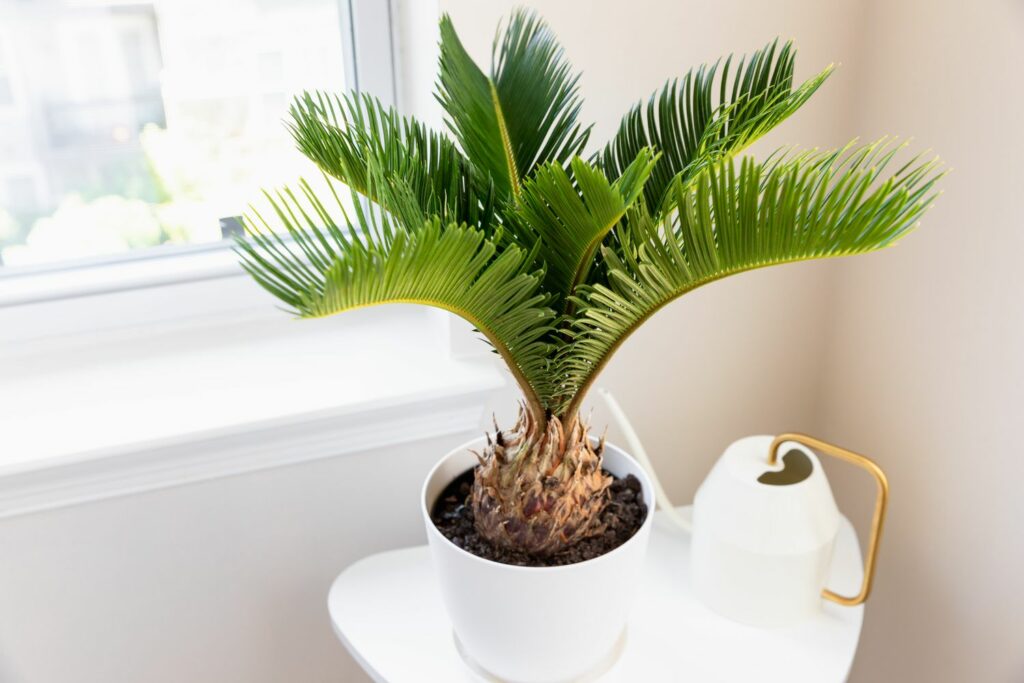 Sago palm plant