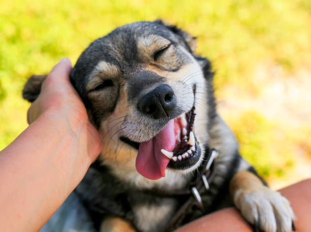 A happy dog being petted