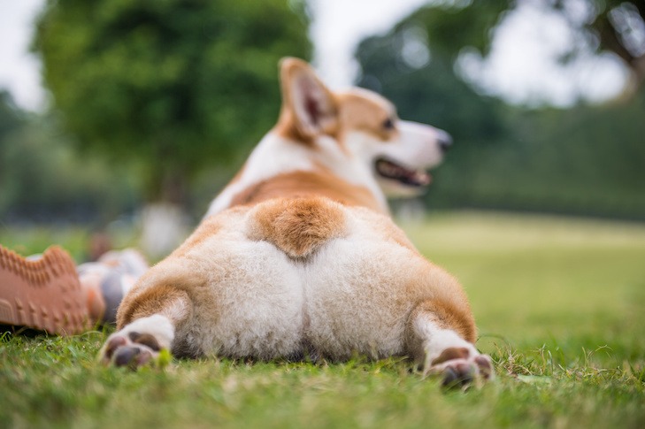 The behind of a corgi sitting in a park
