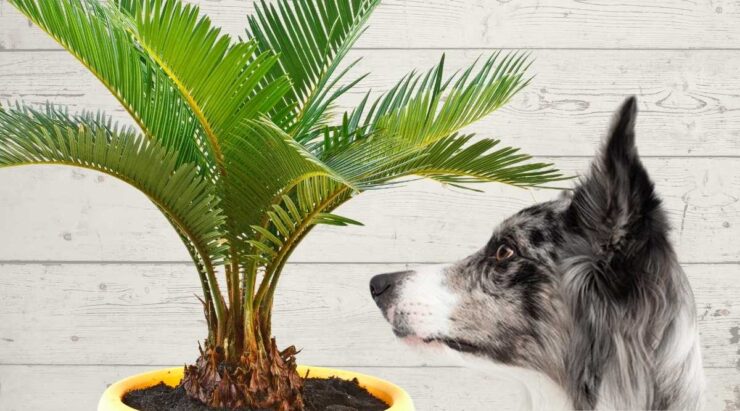 A dog smelling an indoor plant