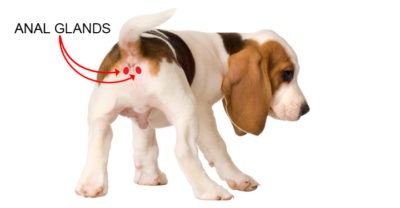 an illustration of the location of a dog’s anal glands