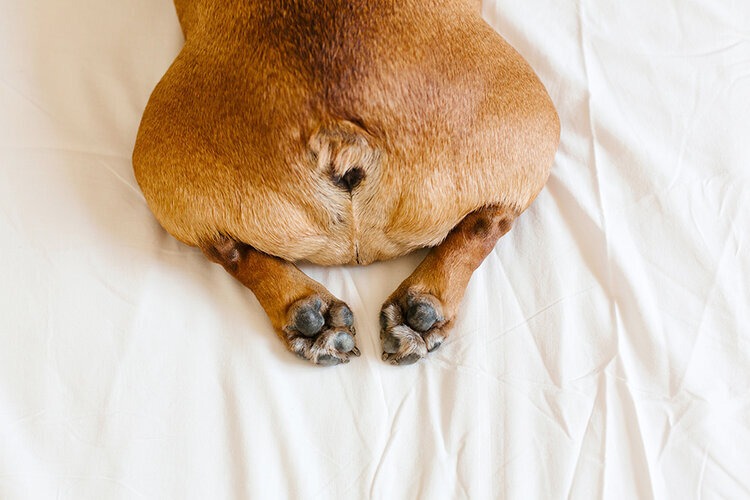 top view of funny french bulldog.