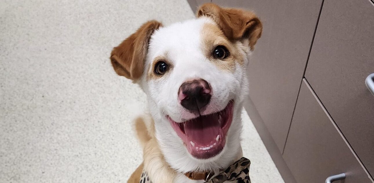 Happy dog at the vets