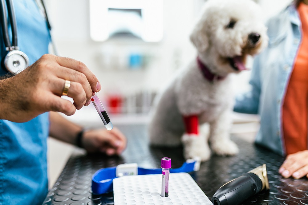 A dog having a blood test