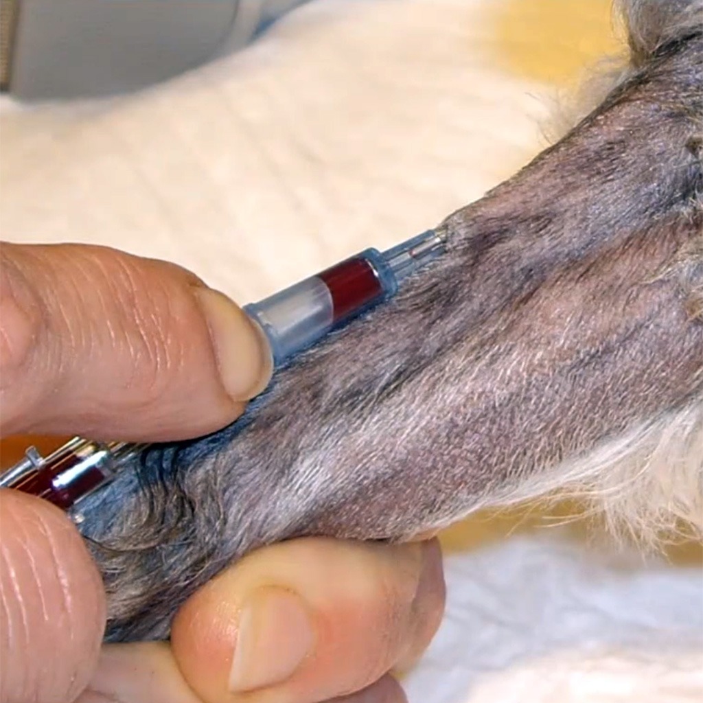 An IV Catheter in a dog