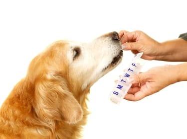 Medication given to a dog