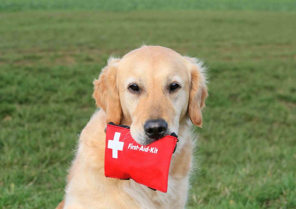 A dog with a first aid kit