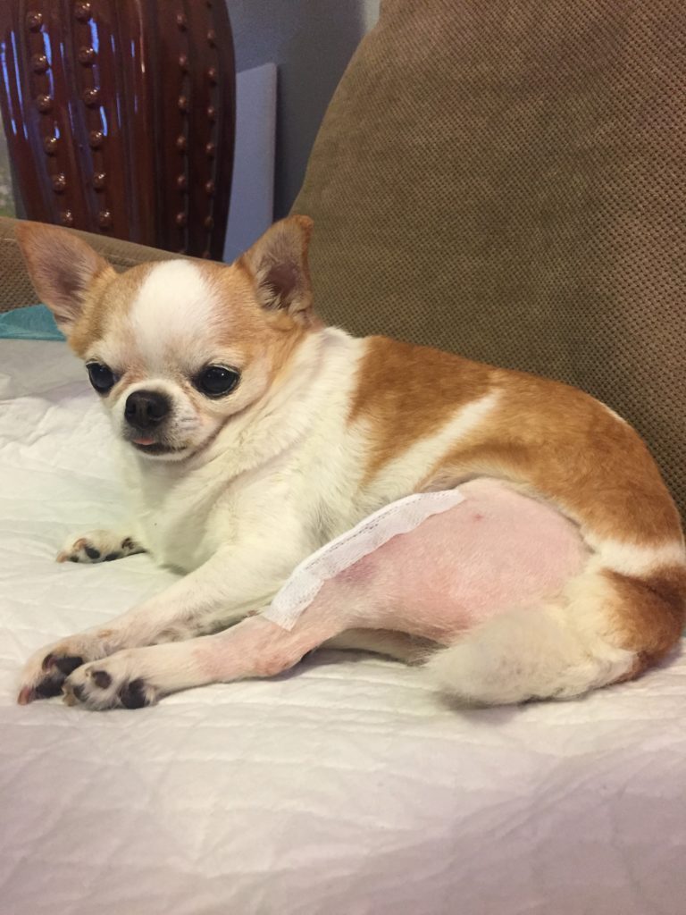 A dog recovering post patella surgery
