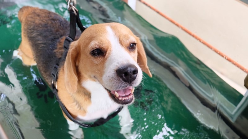 A dog recovering in water therapy