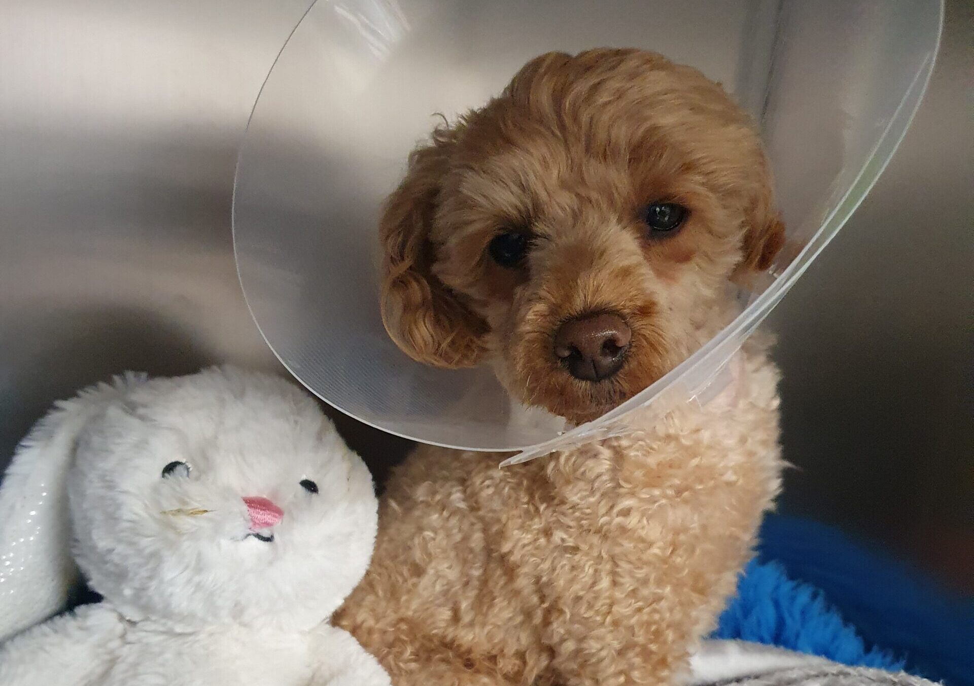 a dog recovering from surgery on a bladder stone